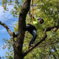 Becoming an Expert Arborist in Texas: What Qualifications Do You Need?