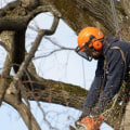 Do You Need a License to Become an Arborist in Texas?
