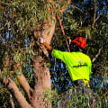 Safe and Efficient Tree Pruning Techniques Used by Certified Texas Arborists