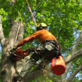 Tree Services Offered by Texas Arborists