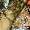 What is the Difference Between a Texas Arborist and a Tree Surgeon?