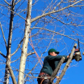 What Regulations Do Texas Arborists Need to Follow When Working on Trees?