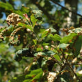 What Tree Diseases Can a Certified Texas Arborist Treat?