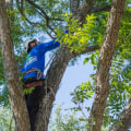 What is an Arborist Tree Surgeon?