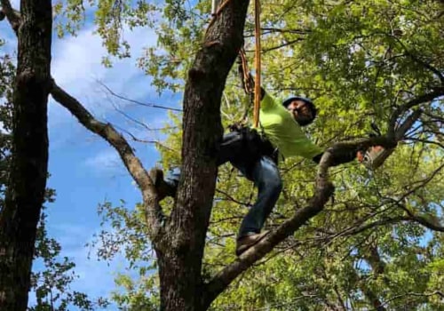 Becoming an Expert Arborist in Texas: What Qualifications Do You Need?