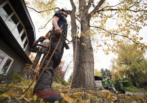 Finding a Qualified Texas Arborist: A Step-by-Step Guide