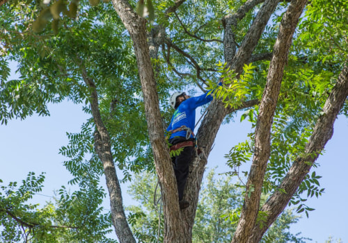 When is the Best Time to Prune Trees in Texas? A Guide for Homeowners