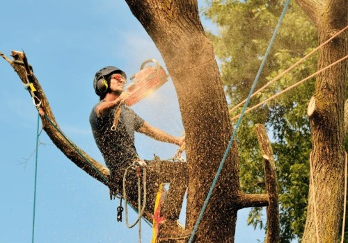 What Equipment Do Certified Texas Arborists Use to Trim Trees Safely and Efficiently?