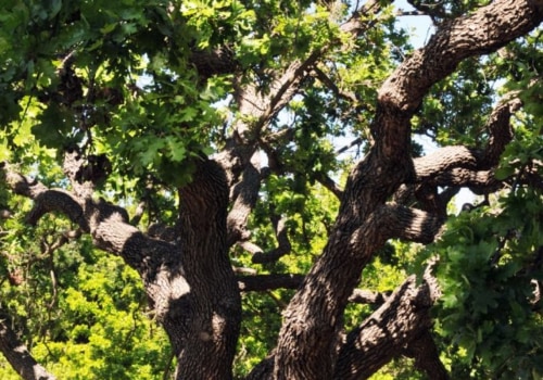How Much Does it Cost to Hire a Certified Texas Arborist for Tree Services?