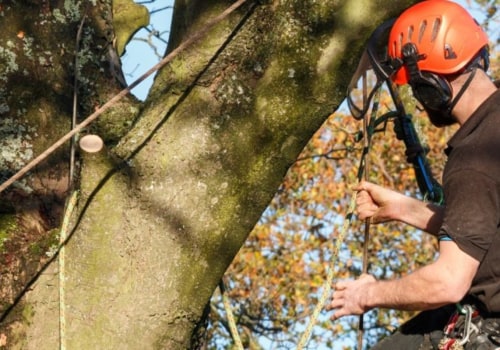 Tree Surgeon vs Arborist: What's the Difference?