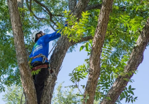 What is an Arborist Tree Surgeon?